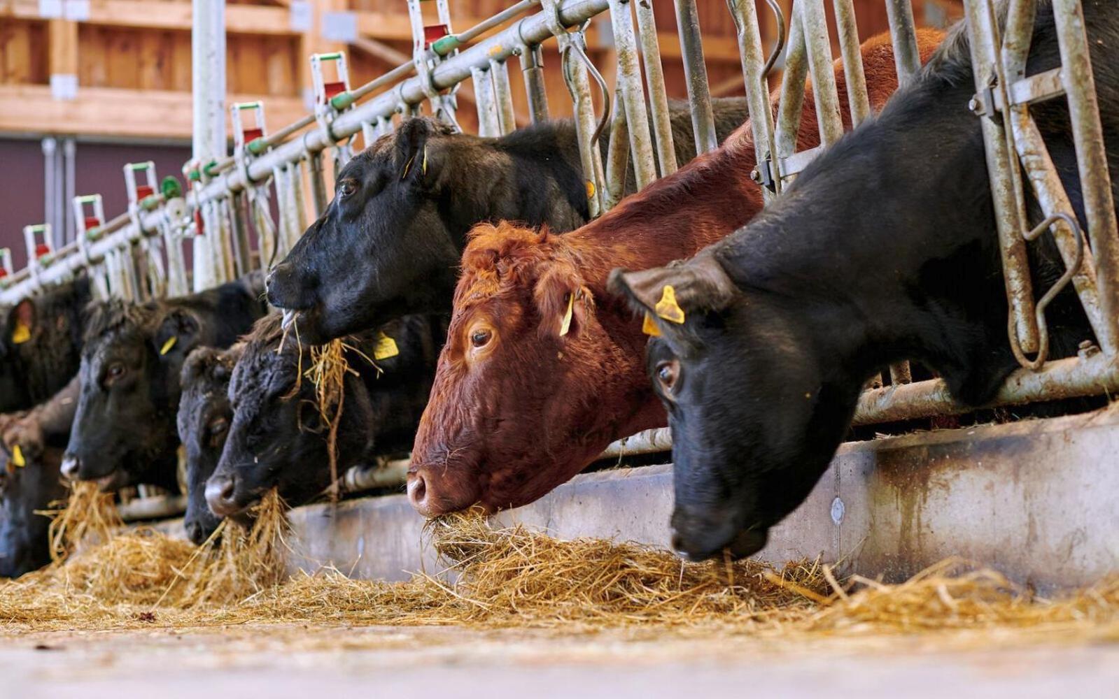 Blumbauernhof Gospodarstwo agroturystyczne *