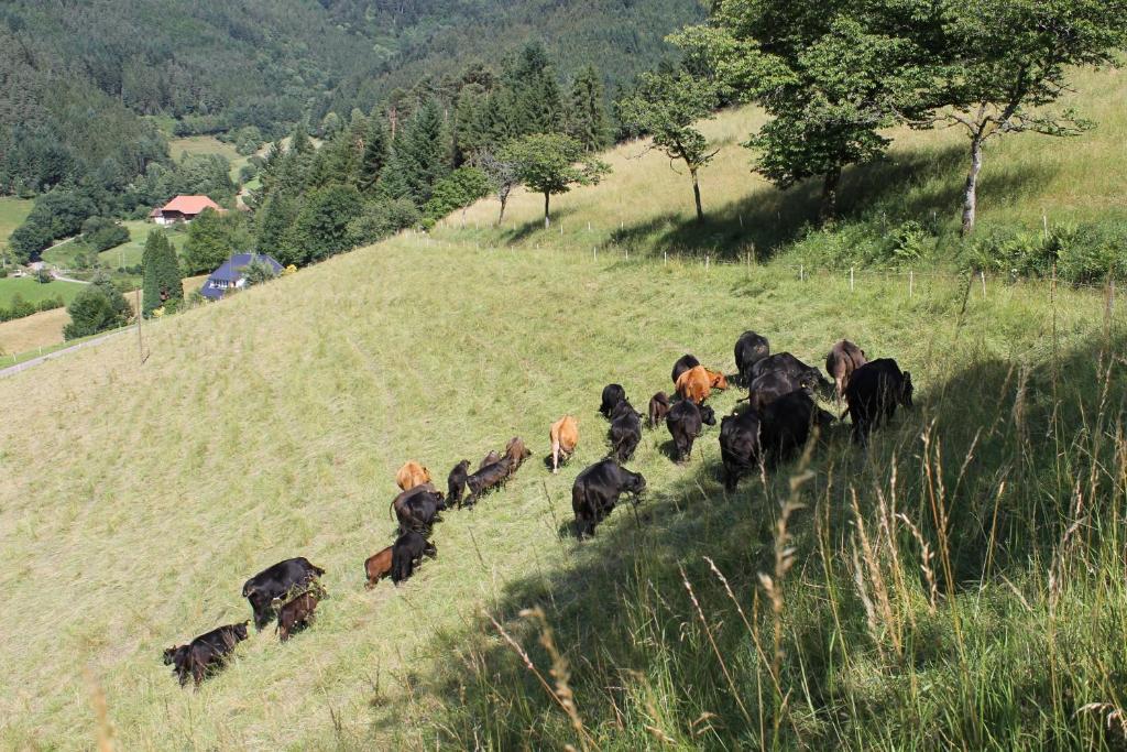 Blumbauernhof Farm stay